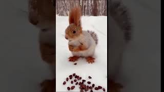 red squirrel on snow #shorts #tiktok #viral