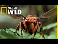 The World's Biggest Wasp | Bite, Sting, Kill The World's Biggest Wasp | Bite, Sting, Kill
