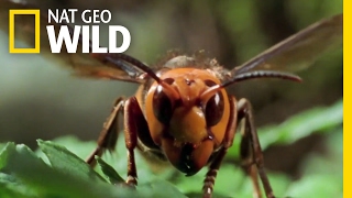 The World's Biggest Wasp | Bite, Sting, Kill