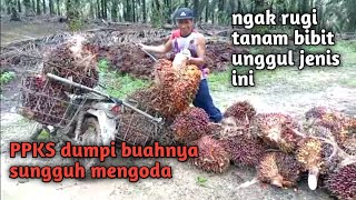 sungguh menggoda...panen sawit buah besar bibit dumpi petani ngak kan rugi