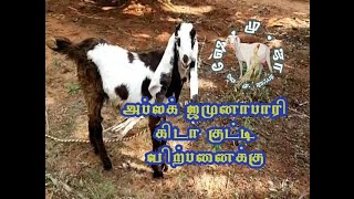 அப்லக் ஜமுனாபாரி கிடா குட்டி விற்பனைக்கு | jamunapari aplak male kid for sale