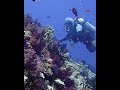 the amazing Rainbow Reef of Fiji