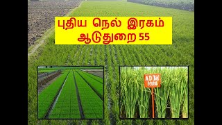 புதிய நெல் இரகம் ஆடுதுறை 55