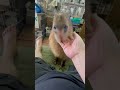 such an adorable capybara boy カピバラさんはとっても遊ぶのが好きな動物です。