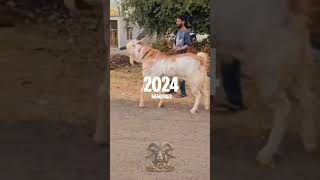 Alhumdulillah delivered the best goats in 2024 | inshaAllah 2025 will be bigger and better | #goats