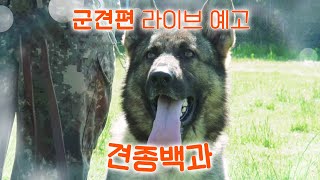 군견 편 라이브 예고｜강형욱의 견종백과