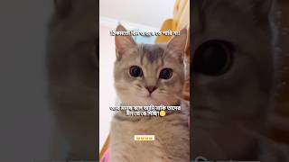 এতো বড় মিছা অপবাদ🥺 #catvideos #banglastatus #cute #catfunny #catlover #funny #funnycatvideos