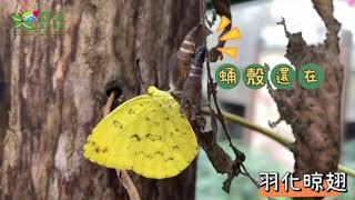 台灣黃蝶生活史--亞泥生態園區