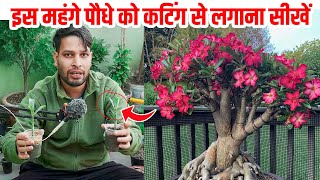 👇इस महंगे पौधे को कटिंग से लगाना सीखें | Adenium Plant Cutting Grow kaise karen | desert rose Plant