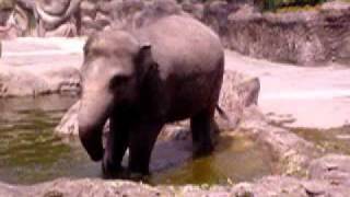 臺北市立動物園_亞洲熱帶雨林區_亞洲象Asian Elephant_02