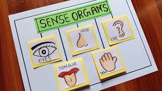 Sense Organs TLM / Easy Sense Organs Chart / Sense Organs Project / Sense Organs Drawing TLM Easy