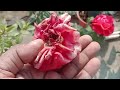 रोज डायबैक से मिल गया छुटकारा हमेशा के लिए 100% work rose dieback disease treatment