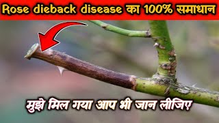 रोज डायबैक से मिल गया छुटकारा हमेशा के लिए | 100% work Rose dieback disease treatment