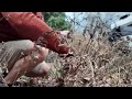 butterfly bush pruning what s looking good finally got a stump out garden task