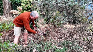 Butterfly Bush Pruning, What's Looking Good, Finally Got a Stump Out - Garden Task