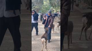 奈良の鹿が観光客に笑顔をもたらす | Nara deer | Nara Park | Japan