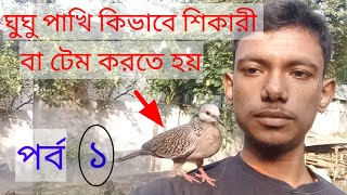 ঘুঘু পাখি কীভাবে শিকারী/টেম করতে হয়।How to tame dove birds.gugu paki kevabe tame korty hoi.ঘুঘু পাখি