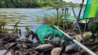 TILÁPIAS SELVAGENS FAMINTAS A ISCA NEM TOCA O FUNDO...Pescaria