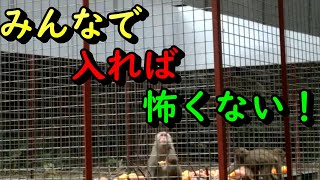 サルが合体！！猿団子！？【猿】【有害鳥獣駆除】【地獄罠】