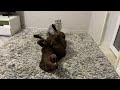 giant dog scared the cutest kitten