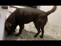 giant dog scared the cutest kitten