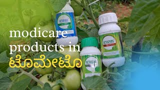 MODICARE products in TOMATO CROP| Use and results| ಟೊಮೇಟೊ ಬೆಳೆಯಲ್ಲಿ ಮೋದಿಕೇರ್ ಪ್ರಾಡಕ್ಟ್ಗಳ ಉಪಯೋಗ