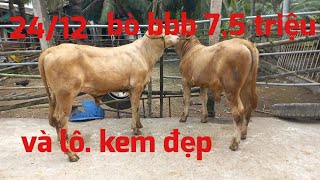 24/12   Tài ba tri báo giá lô bò đực kem quá đẹp và bbb 7,5 triệu_chăn nuôi bò miền tây