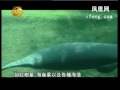 地球宣言2008 06 26 全球变暖下的西印度海牛