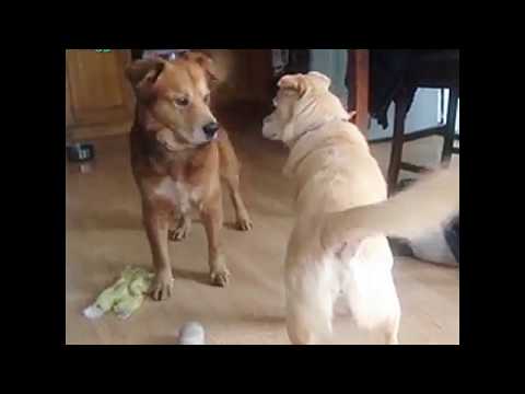 Making the First Move: Doggo Edition Making the First Move: Doggo Edition