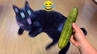 Funny cats scared of cucumbers 😂 cat vs cucumber compilation  Gatos VS pepinos