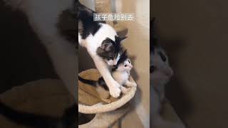 猫妈不让孩子冒险一跳🐱 #funny #可爱到爆炸 #funnycat #animalcat #可爱猫咪 #cute #animal #cat