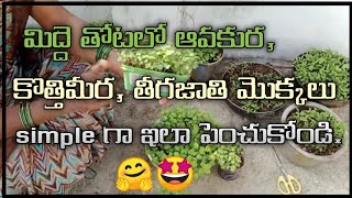 మిద్దె తోటలో ఆవకూర, కొత్తిమీర, తీగజాతి మొక్కల పెంపకం చూడండి...!!! 🌿🌿🌿