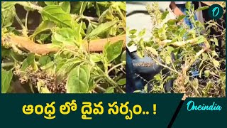 Mysterious Snake In Andhra Pradesh దైవ సర్పం గా భావిస్తున్న ప్రజలు..