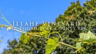 Illahe Vineyards