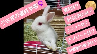 うさぎの避妊手術の経験談。費用は？当日の流れは？手術後の様子は？