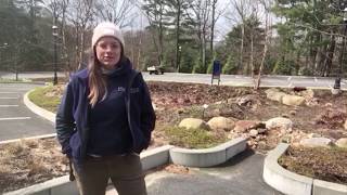 How does a Rain Garden and Bioswale work?