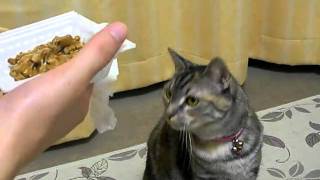 納豆の日に納豆を食べる猫