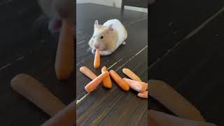 Hamster Stuffs Carrots Into Her Cheeks || ViralHog