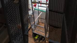 Unbiased Review of SUPER DEAL PRO 61-inch 2in1 Bird Cage