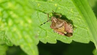 A Sloe Bug or Hairy Shield Bug seems to be hanging upside down