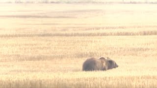 Reaction to federal decision denying Montana, Wyoming grizzly bear delisting petition