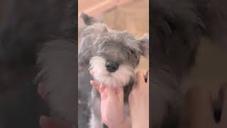 videos, funny dog ​​compliation, rottweiler compliation, rottweiler puppies, rottweiler #Short Ep04
