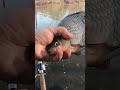 shot fishing crucian carp method feeder garbolono shorts rybaření záběr na feeder lov karase