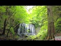 福島県　裏磐梯　達沢不動滝　原生林　自然を歩く 癒しの映像 日本の絶景 癒し風景 japan fresh green nature relaxation