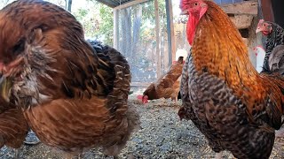 Backyard Chickens Continuous 4 Hours Long Chicken Sounds Noises Hens Clucking Roosters Crowing!