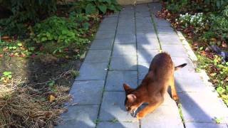 Abyssinian male wearing a string! :-)