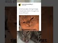 intentionally doing things creatively even tho it s less eficient cat memes funny