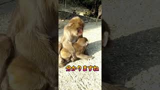 おはぎ君とお兄ちゃん（従兄）　#monkey #ニホンザル #shorts