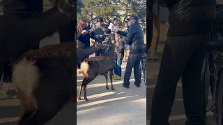 たくさんの観光客が一緒に鹿を愛でています。Nara deer park in Japan | Nara deer sika | Nara deer💖🌸🦌