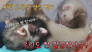 Ep12. [페럿] 깔끔떠는 두녀석